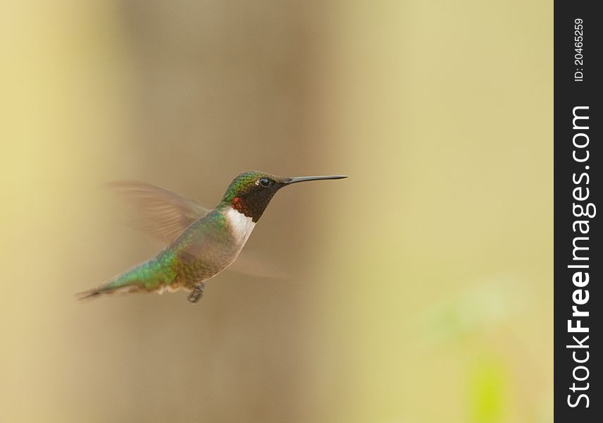 Male ruby throated hummingbird in flight. Male ruby throated hummingbird in flight