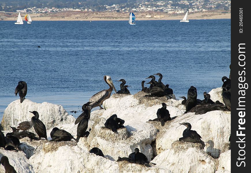 View of a colony of cormorants nesting on rocks in Monterey Bay, California. . View of a colony of cormorants nesting on rocks in Monterey Bay, California.