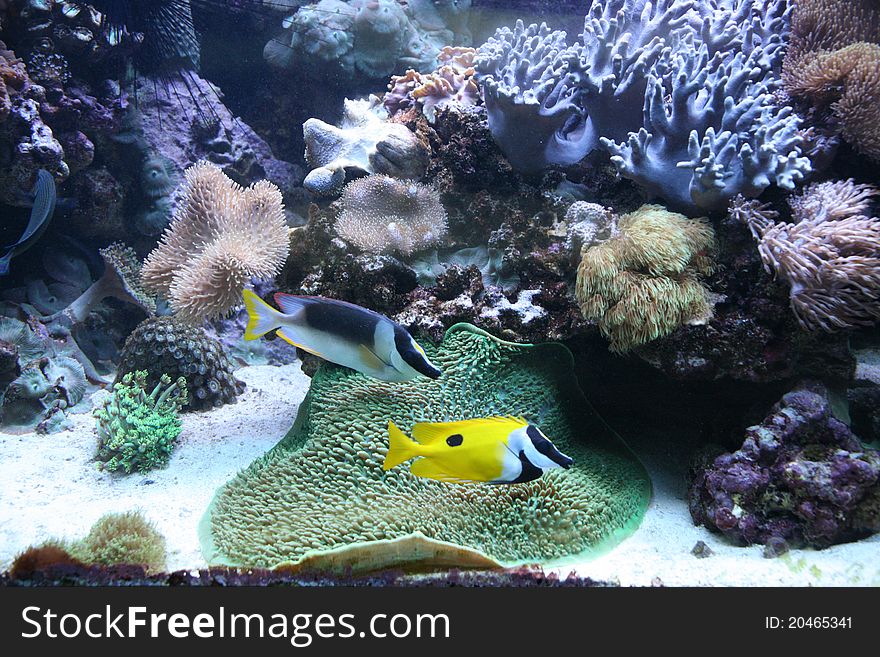 Fishes in the aquarium of Barcelona. Fishes in the aquarium of Barcelona