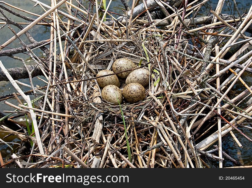 Bird's eggs in the nest on amongst water thickets