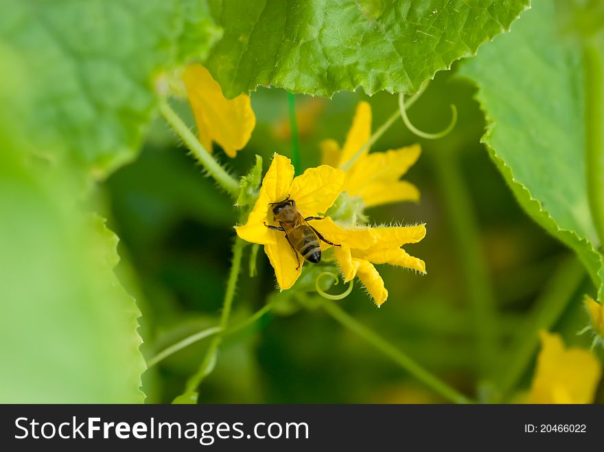 A bee and flower of cucumber