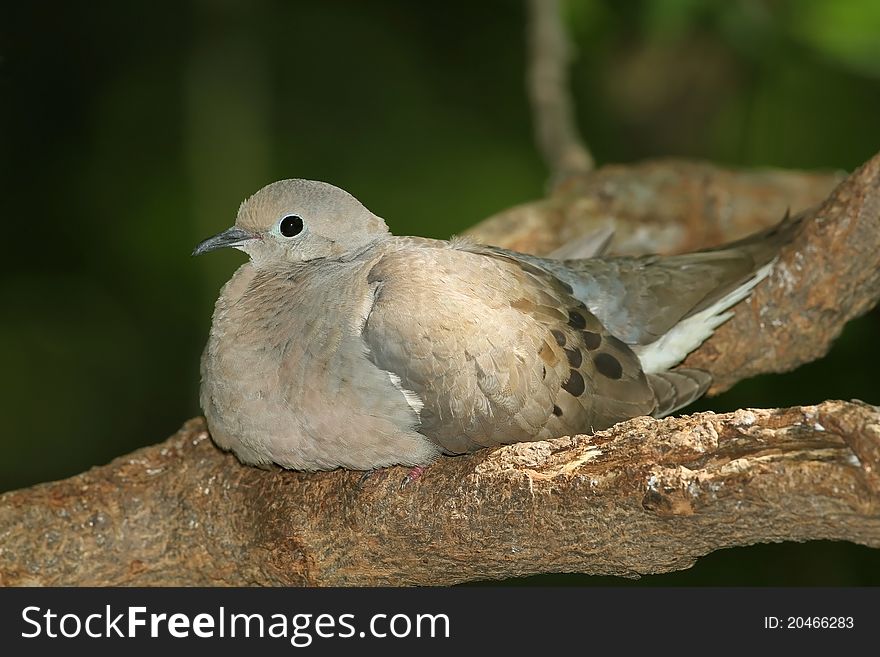 Mourning Dove (Zenaida macroura) resting on branch in soft afternoon light - Ontario, Canada
