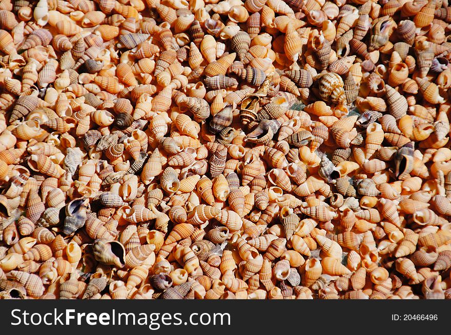 A bunch a tiny seashells in the sun