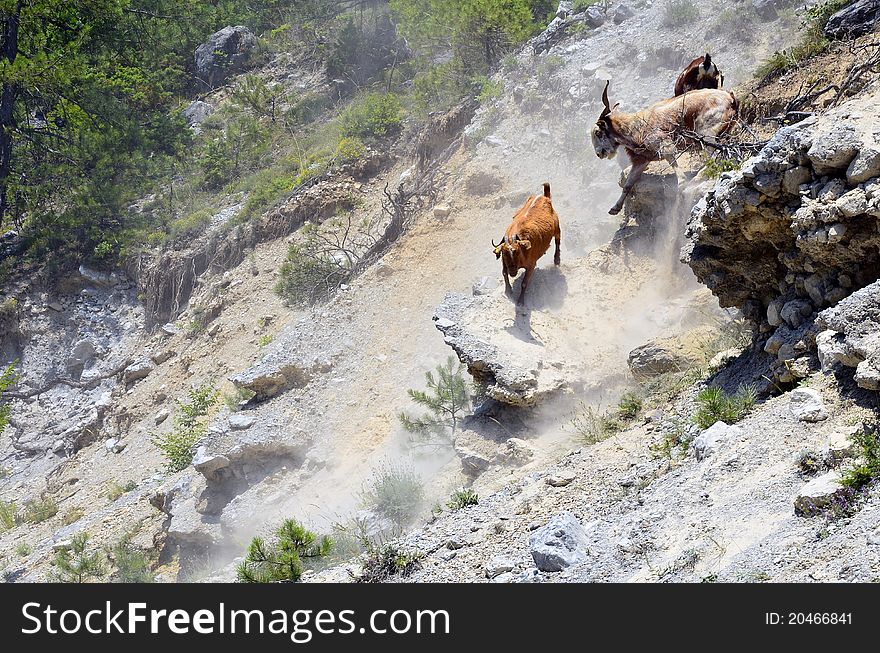 Goats on a road in the forest. Goats on a road in the forest