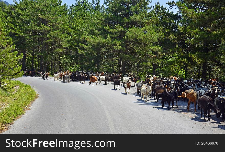 Goats on a road in the forest