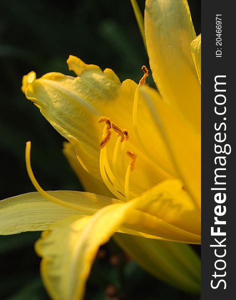 A beautiful yellow garden Lily in the light of a setting sun.
