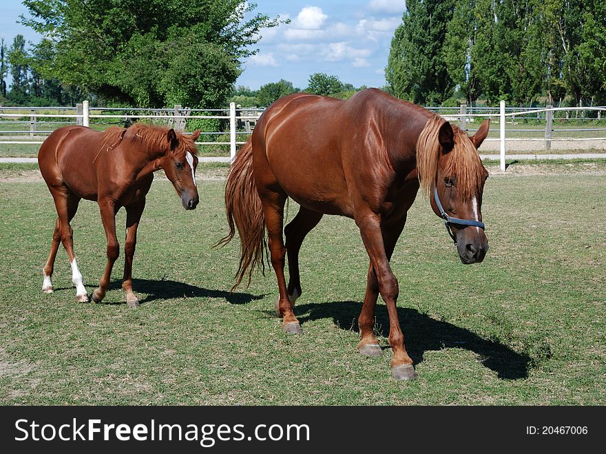 Mare and foal grazing on the farm