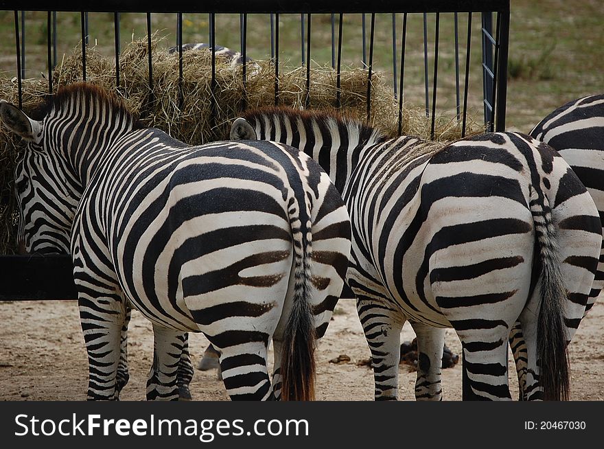 Two zebras eating view from behind