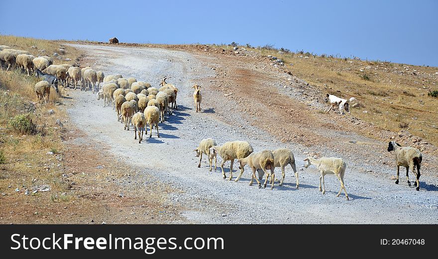 Sheep and dog going up to the hill