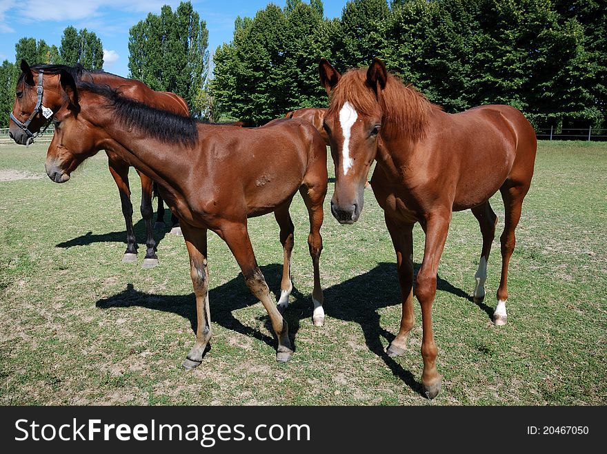 Mare and foals on the farm on summer day. Mare and foals on the farm on summer day