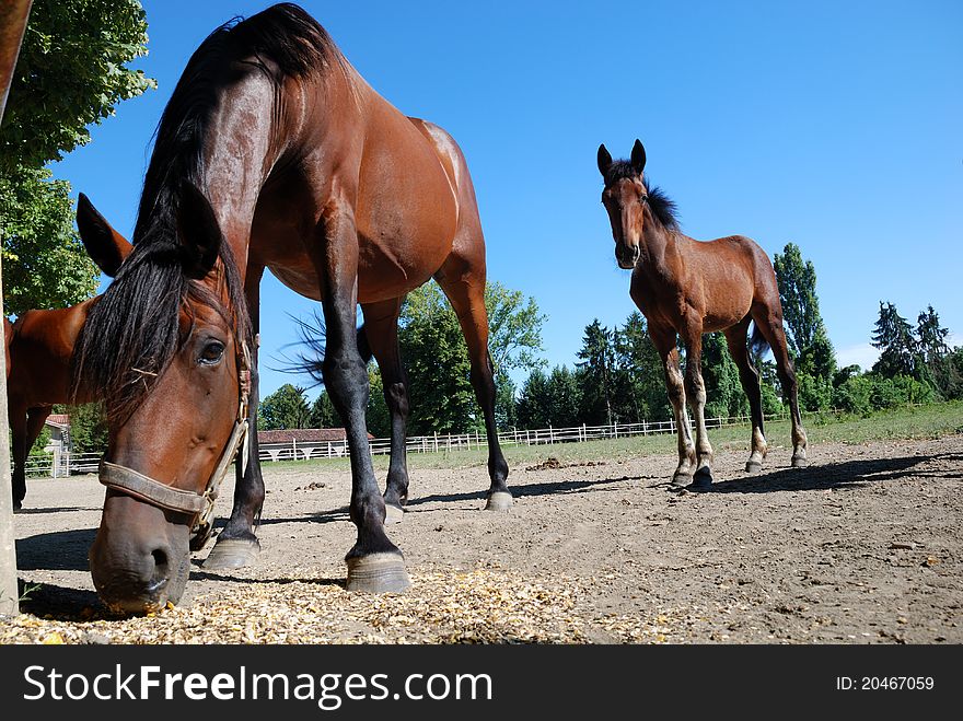 Mare and foal grazing in the farm on summer day. Mare and foal grazing in the farm on summer day