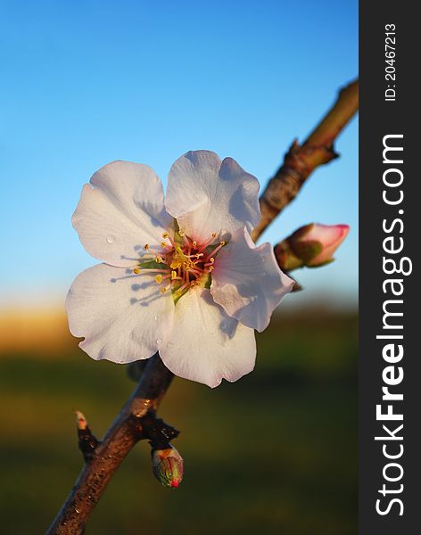 Flower of an almond tree