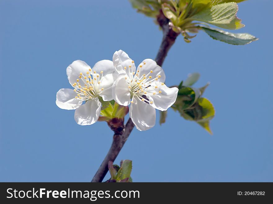 Blooming cherry branch with sky background. Blooming cherry branch with sky background
