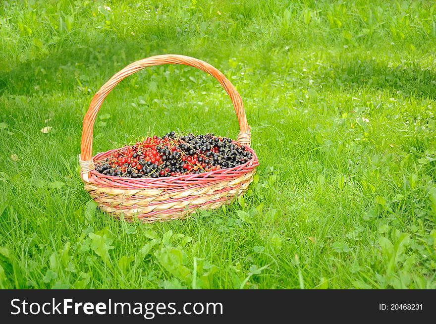 Basket With Black And Red Currants On Green Lawn