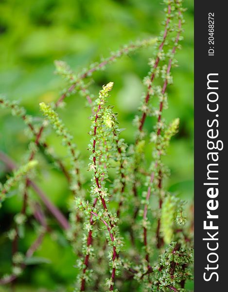 Beetroot Seeds On Stalks