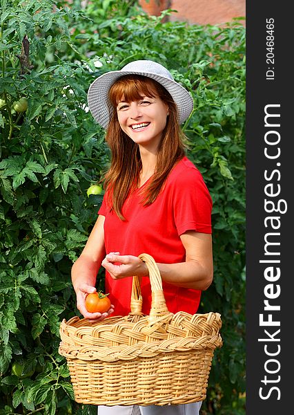 A beautiful woman with yellow basket picking tomatoes in a garden outdoor. A beautiful woman with yellow basket picking tomatoes in a garden outdoor