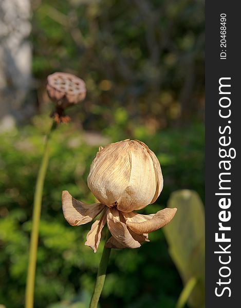 Dried lotus flower and the seed all brown