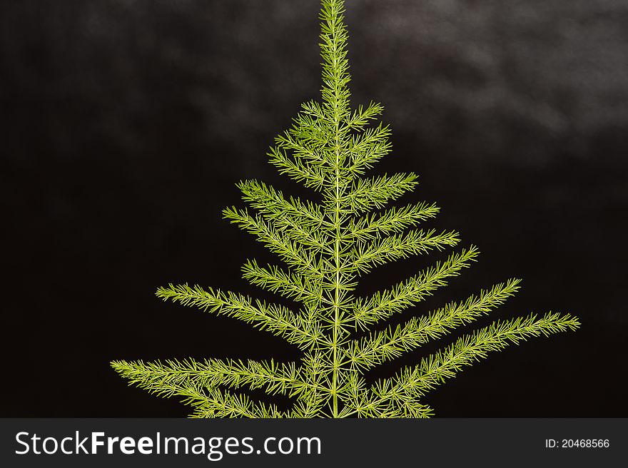 Green fern leaf with black background