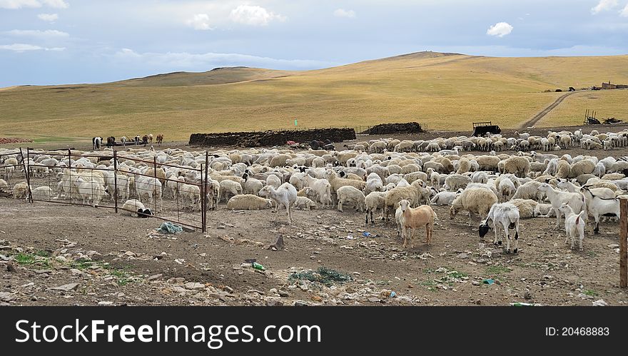 Sheep on the grassland in the north of China.