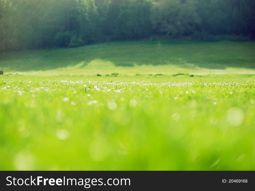 Green field blurred background with rare white blossom flowers. Green field blurred background with rare white blossom flowers