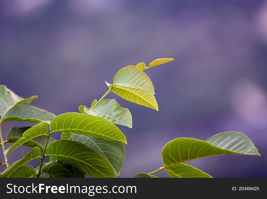 Green leaf  in blue backgrounds in summer.