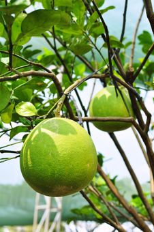 Giant Green Orange Fruit Tree In The Garden Stock Image Giant Green Orange Fruit Tree In The Garden Stock Image