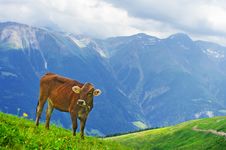 Swiss Cow Royalty Free Stock Image