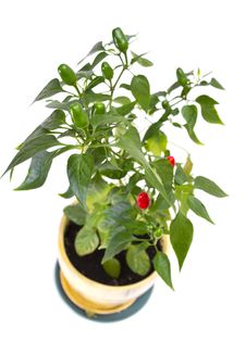 Red Pepper Bunch On White Stock Photography