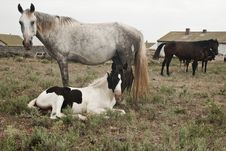 Horses, Mare And A Foal Royalty Free Stock Photos Horses, Mare And A Foal Royalty Free Stock Photos