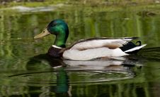 Adult Male Mallard Duck Stock Image