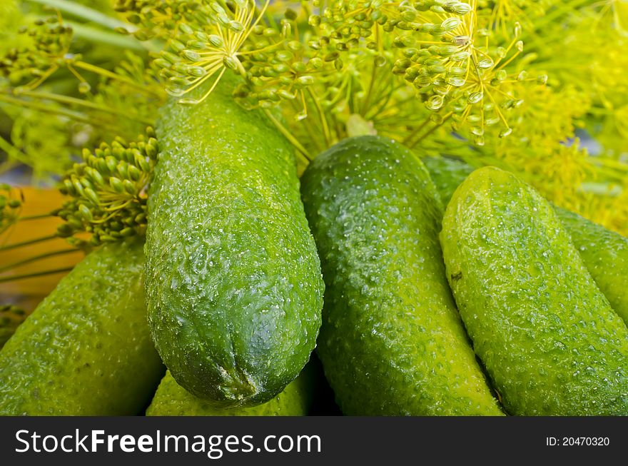 Polish Garlic Cucumbers (ingredients)