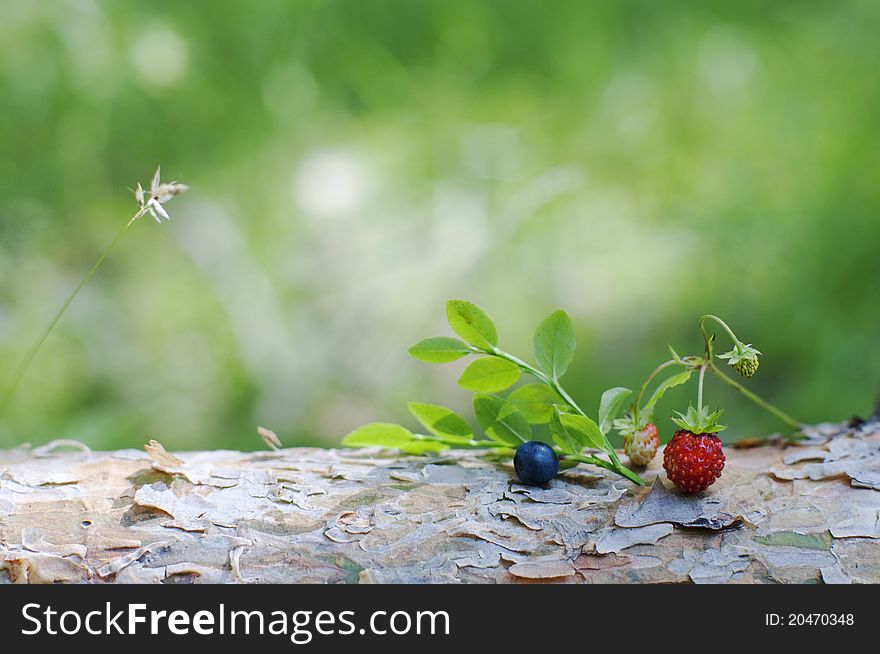 Blueberry and strawberry in a forest. Blueberry and strawberry in a forest
