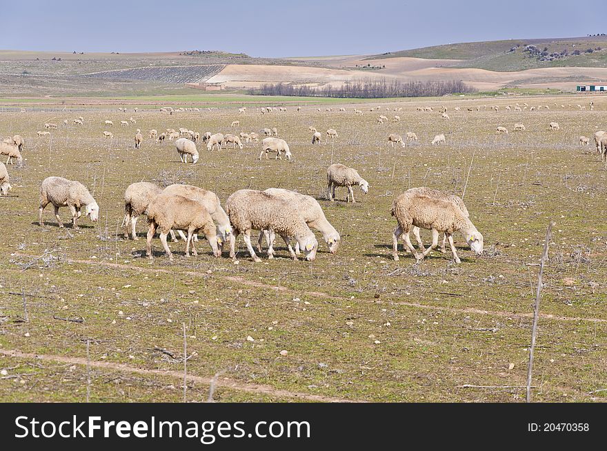 Flock of sheep grazing in an extensive farming system in Ciudad Real Province, Spain