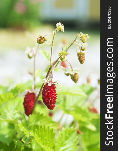 Wild red strawberries in a sunny day. Wild red strawberries in a sunny day