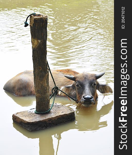 Buffalo taking a bath in the pool