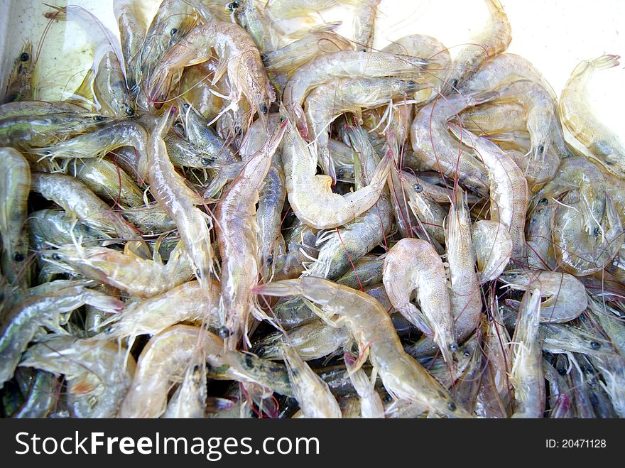 Shrimp, very fresh, from the ocean to capture and, in the market to sell.