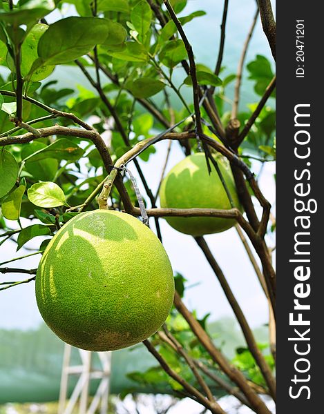 Giant Green Orange Fruit Tree In The Garden