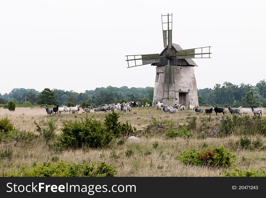 Wind Mill at the island of Gotland in Sweden.