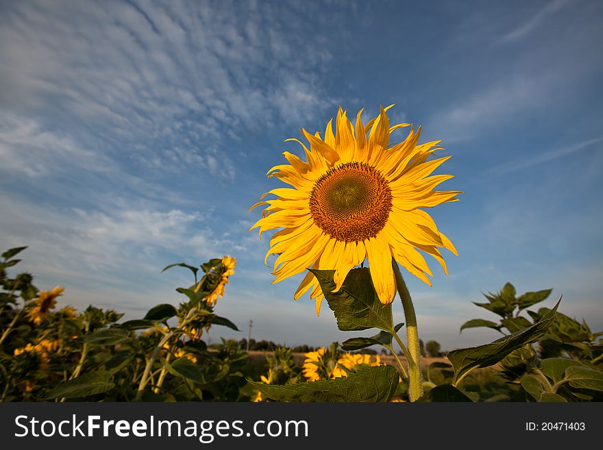 Sunflower on a field of sunflowers