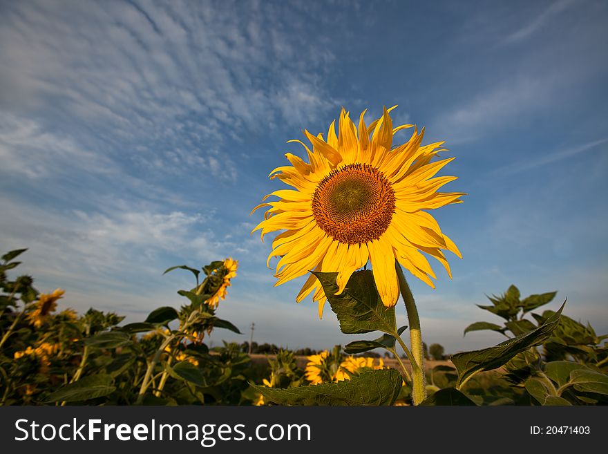 Sunflower