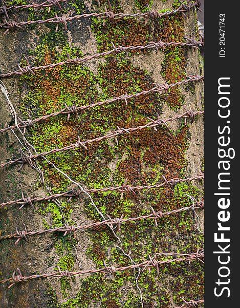 Barbed Wire With A Moss Background