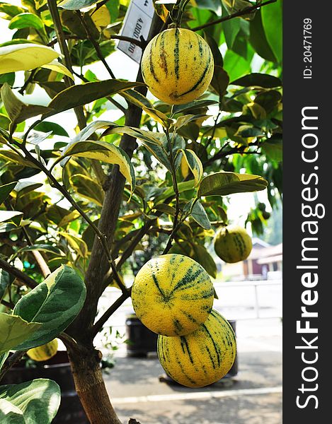 Yellow Zebra Orange Fruit Tree