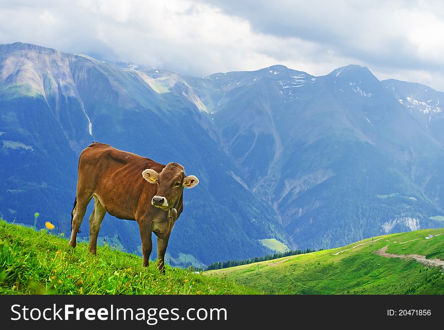 Cow grazing in an Alpine meadow in Switzerland. Cow grazing in an Alpine meadow in Switzerland