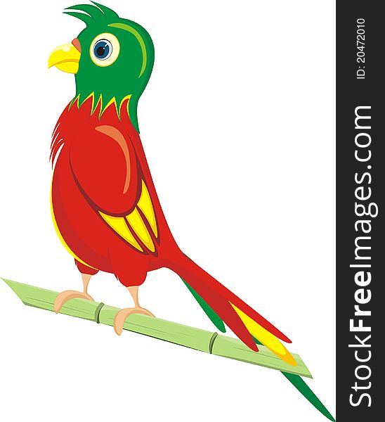 A parrot on white background