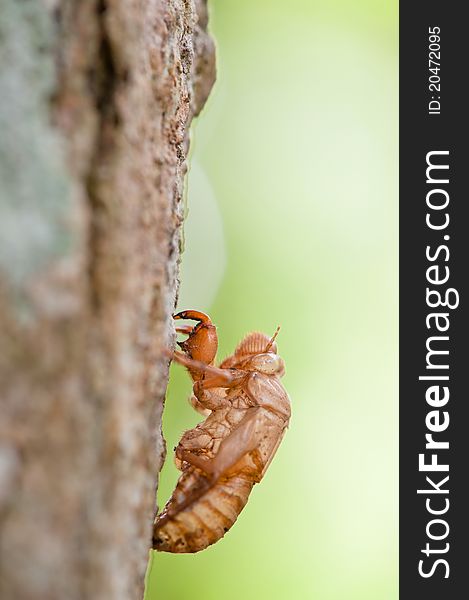 Close up view of an empty cicada shell on a tree. Close up view of an empty cicada shell on a tree