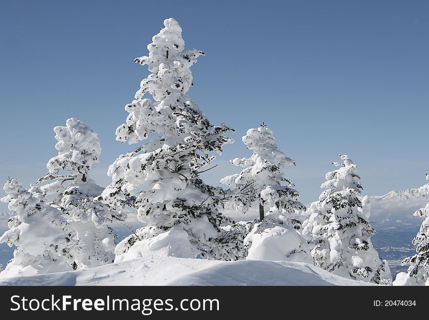 Winter forest of shigakogen Japan