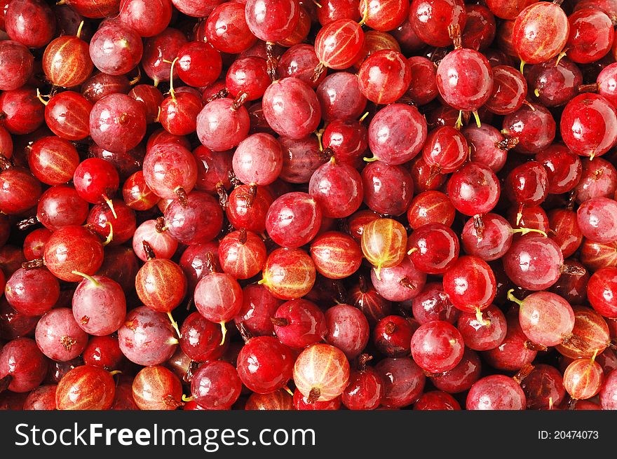 A lot of fresh gooseberry. A lot of fresh gooseberry