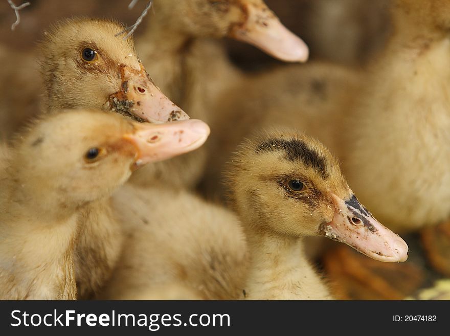 A group of young ducks in a farm. A group of young ducks in a farm