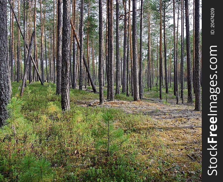 Pine forest in summer. Taiga. Western Siberia, Russia.