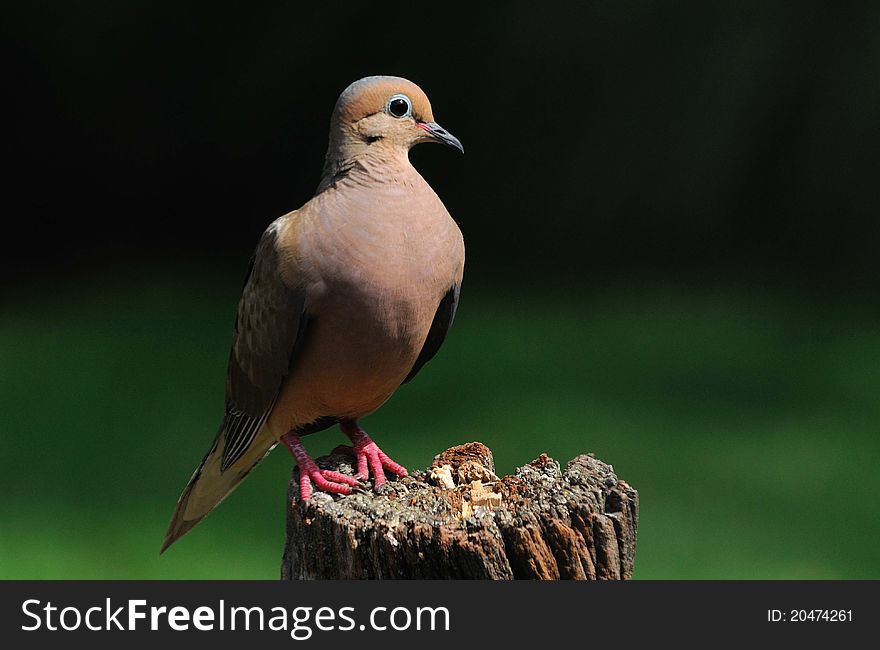 Mourning Dove on Wooden Post. Mourning Dove on Wooden Post